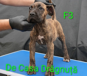 Pui Presa Canario Dogo cu Pedigree Canisa Giurgiu femele - imagine 2