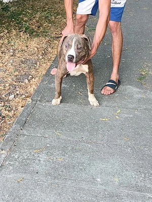 American bully Xl  - imagine 4