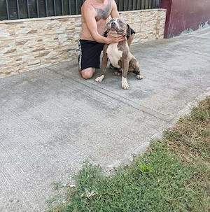 American bully Xl  - imagine 2
