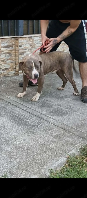 American bully Xl 