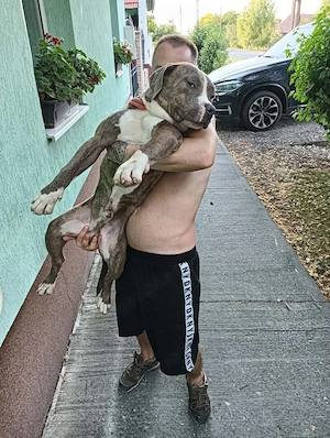 American bully Xl  - imagine 3