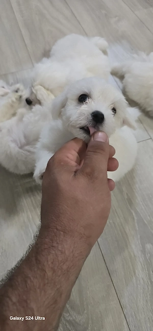 Vând Căței Bichon Mini Toy - imagine 5