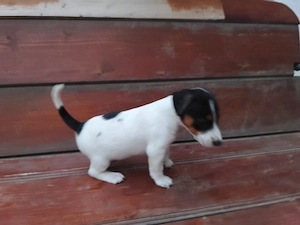 Jack Russell 