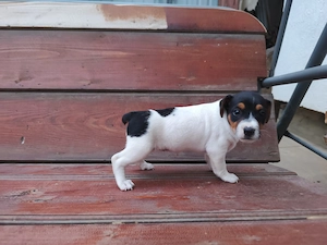 Jack Russell  - imagine 3