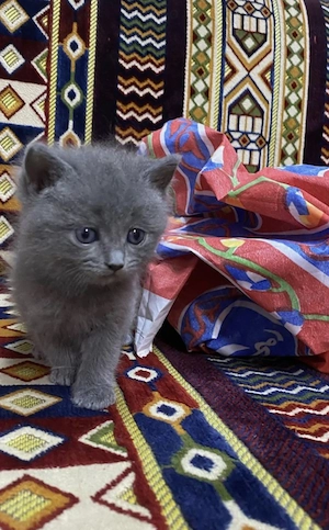 British Shorthair