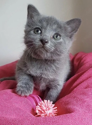 British Shorthair blue 