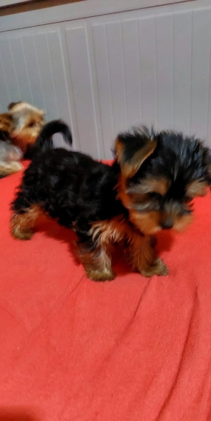 Yorkshire Terrier toy