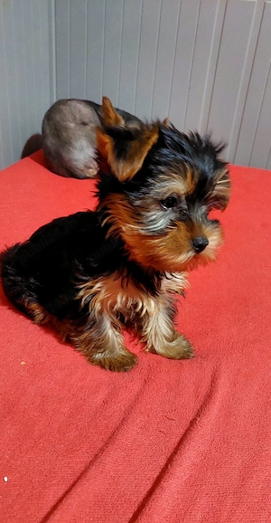 Yorkshire Terrier toy - imagine 2