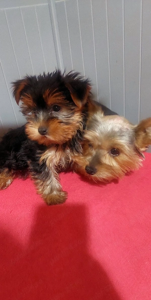 Yorkshire Terrier toy - imagine 4