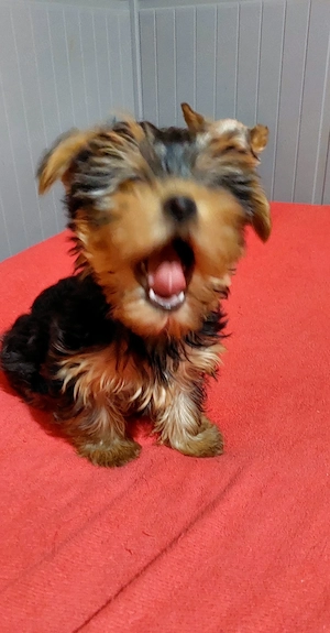 Yorkshire Terrier toy - imagine 3