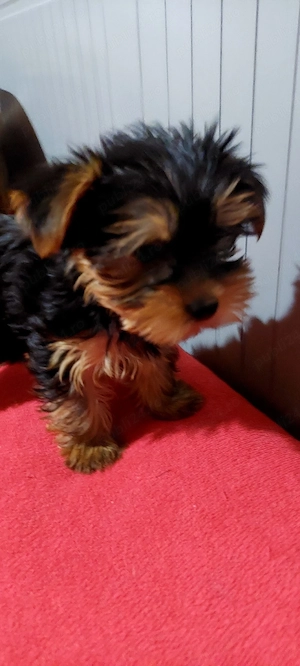 Yorkshire Terrier toy - imagine 5