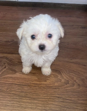 Vând căței bichon maltese 