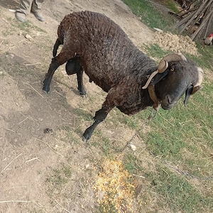 Berbec      de doi ani