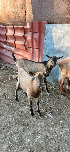Tapisori metis alpin francez 