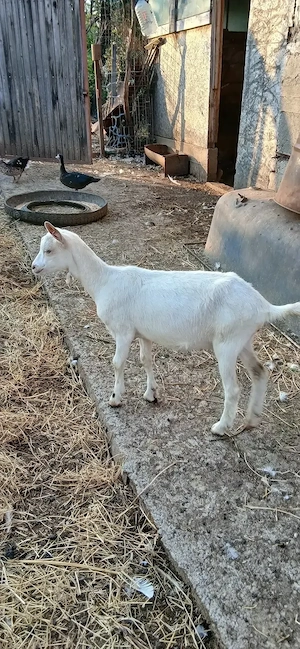 Iada  rasa buna de lapte