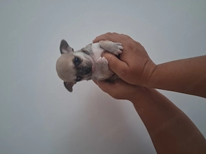 Vand bebelusi Chihuahua