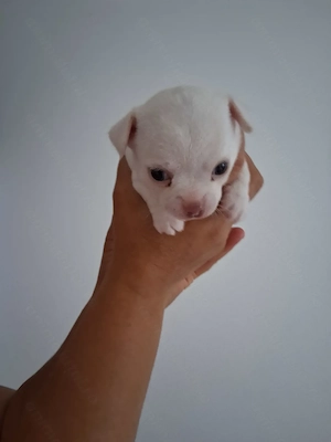 Vand bebelusi Chihuahua - imagine 2