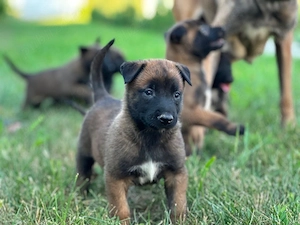 Pui de Ciobănesc Belgian Malinois   părinți cu pedigree - imagine 2