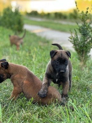 Pui de Ciobănesc Belgian Malinois   părinți cu pedigree - imagine 5