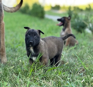 Pui de Ciobănesc Belgian Malinois   părinți cu pedigree - imagine 3