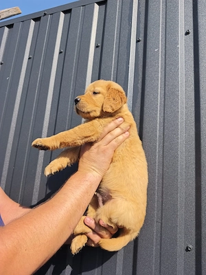 golden retriever  - imagine 5
