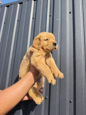 golden retriever  - imagine 3