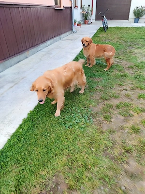 golden retriever  - imagine 4