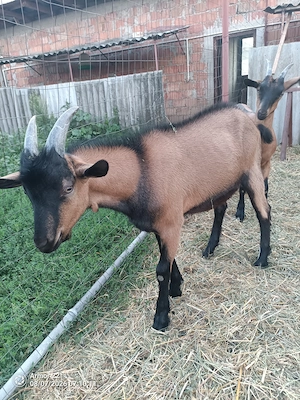 Vând țap alpin francez schimb
