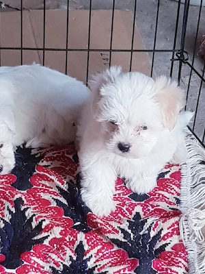 Bichon maltez toy - imagine 4