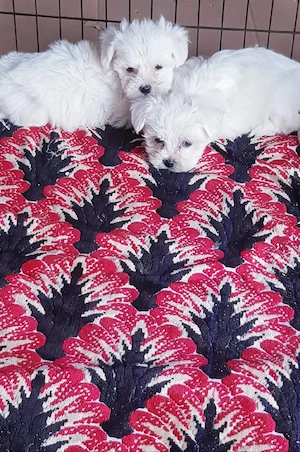 Bichon maltez toy - imagine 5