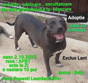 Adoptie Fata AmericanPBT