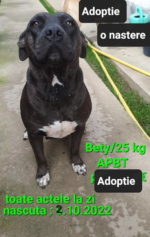 Adoptie Fata AmericanPBT - imagine 5