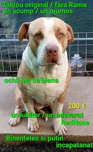 AmericanPBT RedNose