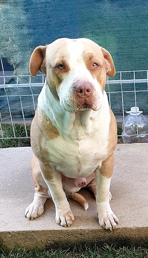 AmericanPBT RedNose - imagine 5