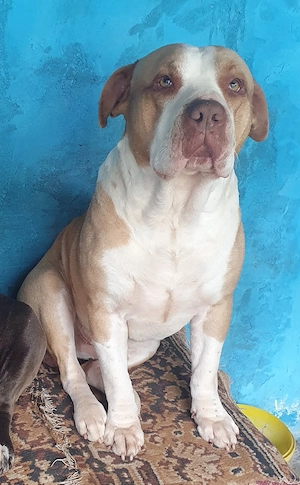 AmericanPBT RedNose - imagine 4