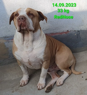 AmericanPBT RedNose - imagine 2
