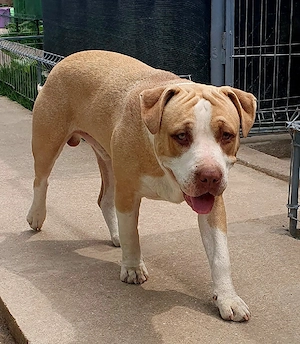 AmericanPBT RedNose - imagine 3