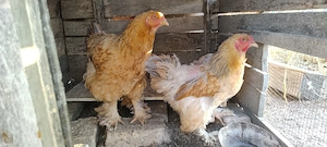 6 găini si 10 pui mari