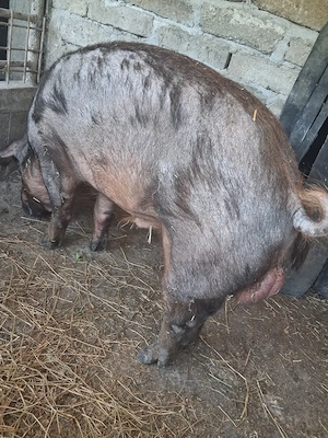 vier de vanzare rasa duroc 1 an jumate - imagine 3