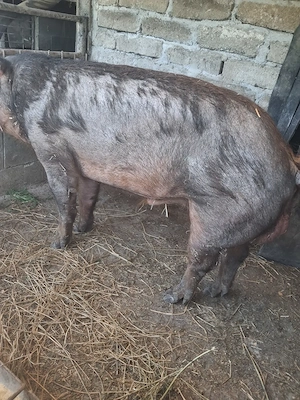 vier de vanzare rasa duroc 1 an jumate