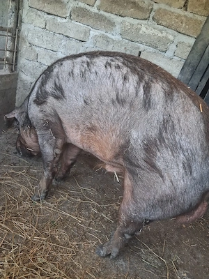 vier de vanzare rasa duroc 1 an jumate - imagine 5