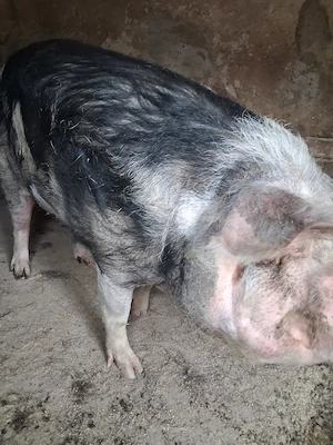 de vanzare scroafa 200..210 kg ofer transport - imagine 3