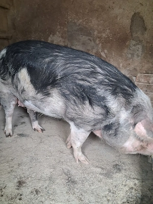 de vanzare scroafa 200..210 kg ofer transport - imagine 5