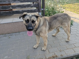  MAX își caută o curte pe care să o păzească și o familie pe care să o iubească!