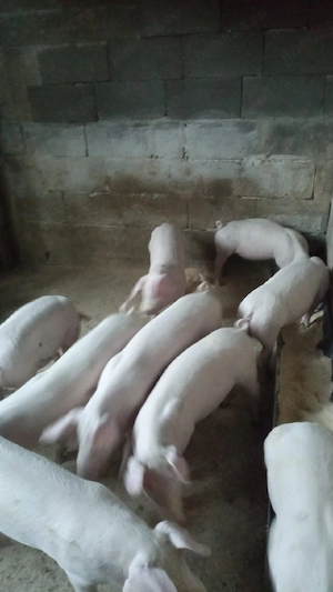 Purcei Landras de vanzare