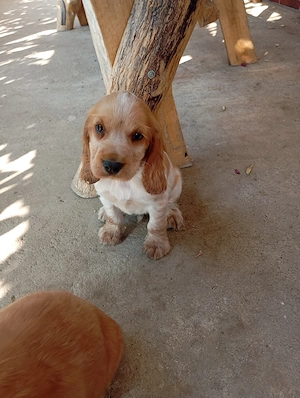 De vânzare Cocker Spaniel frumoși și jucăuși ! - imagine 3