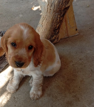 De vânzare Cocker Spaniel frumoși și jucăuși ! - imagine 2