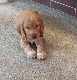 De vânzare Cocker Spaniel frumoși și jucăuși ! - imagine 5