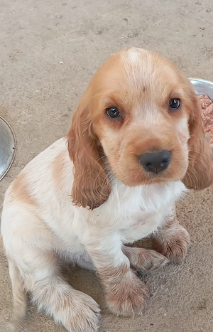 De vânzare Cocker Spaniel frumoși și jucăuși !