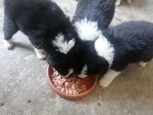 Puiuți Border Collie 